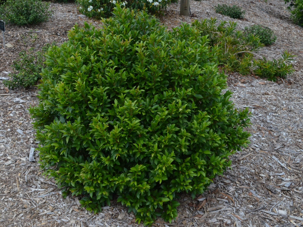 Syzygium (Lilly Pilly)