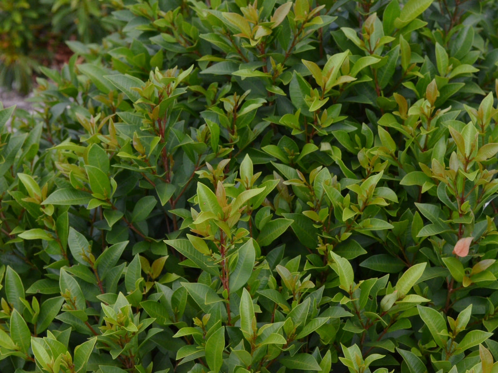 Syzygium (Lilly Pilly)