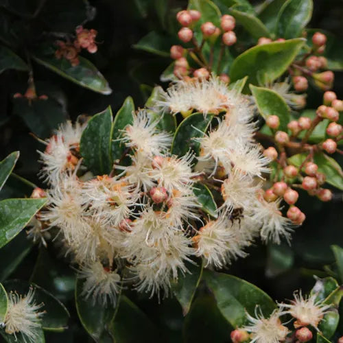 Syzygium (Lilly Pilly)