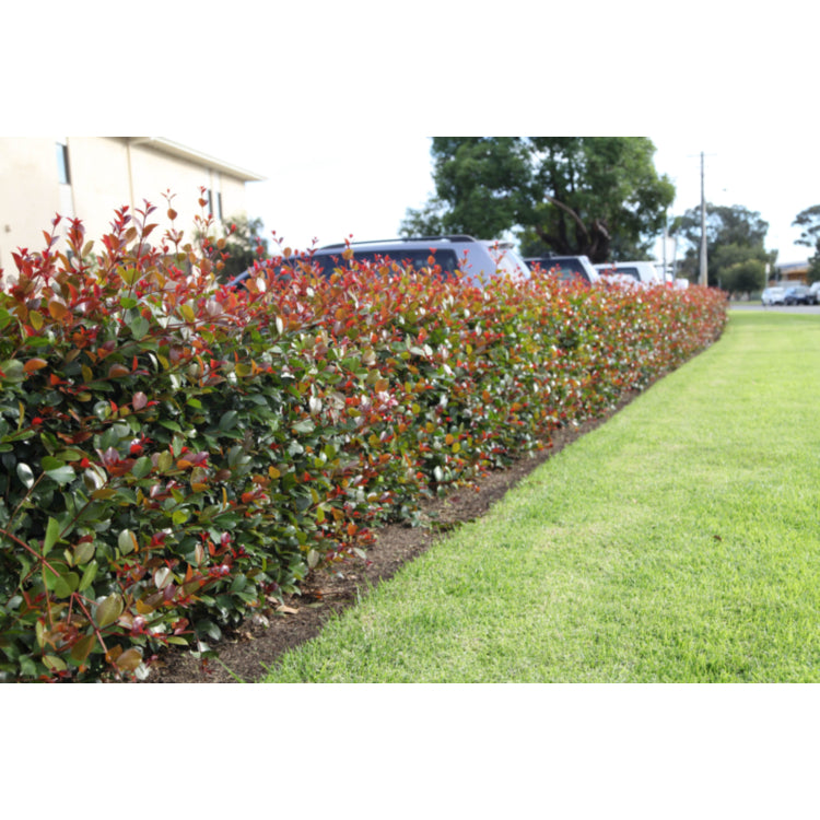 Syzygium (Lilly Pilly)