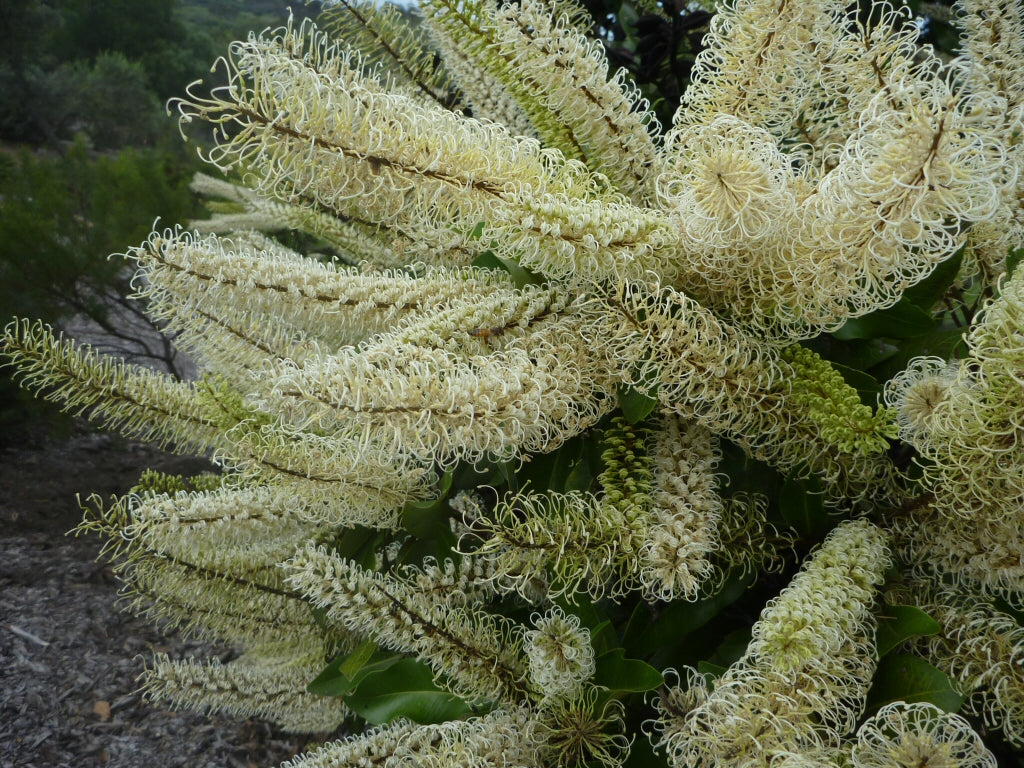 Buckinghamia celsissima