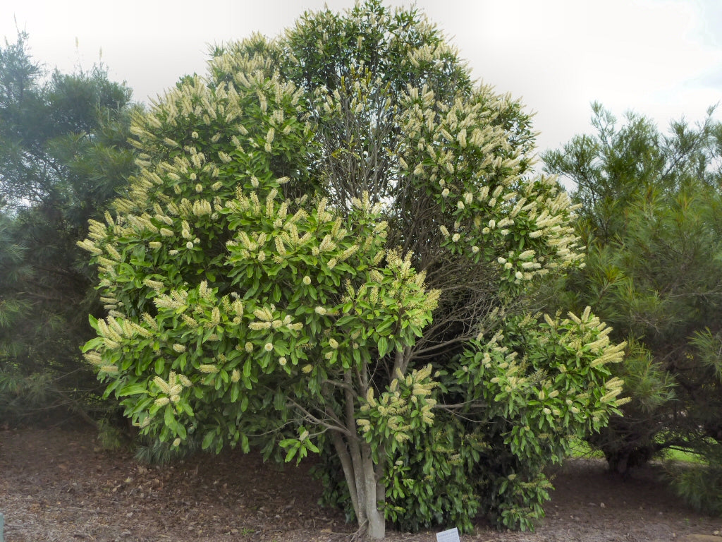 Buckinghamia celsissima