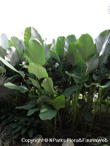 Calathea Lutea