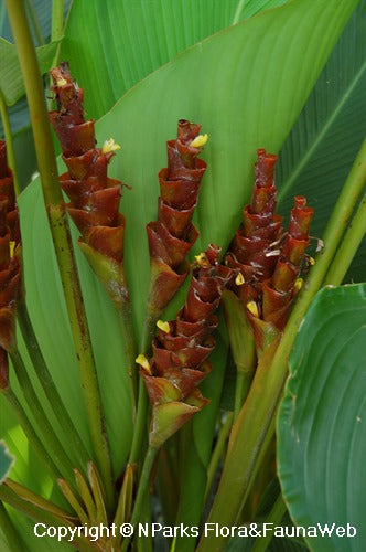 Calathea Lutea