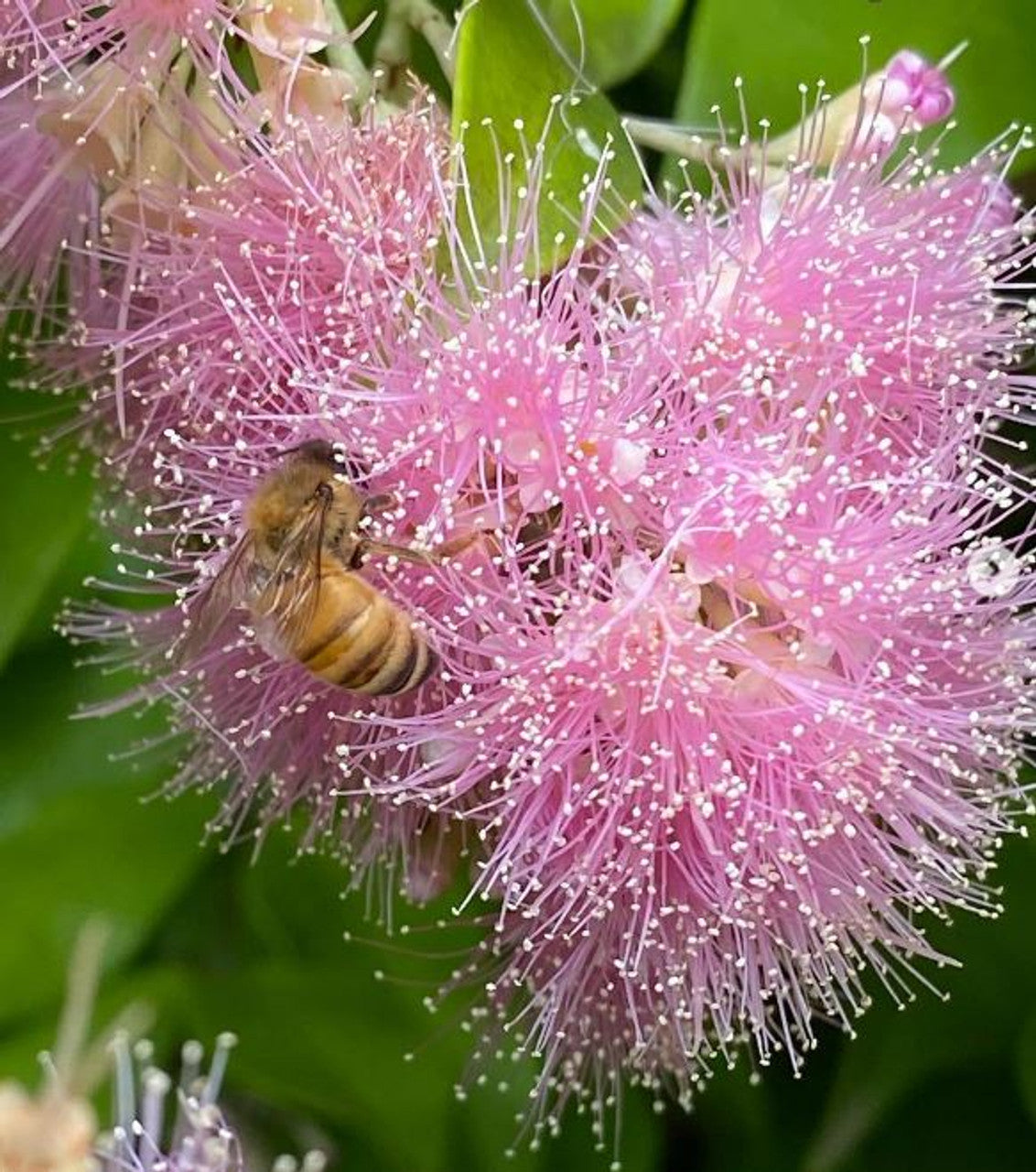 Syzygium (Lilly Pilly)