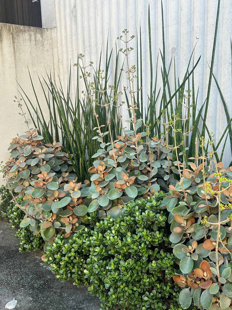 Copper Spoons (Kalanchoe orgyalis)