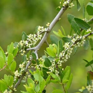 Ilex Crenata 'Sky Pencil'