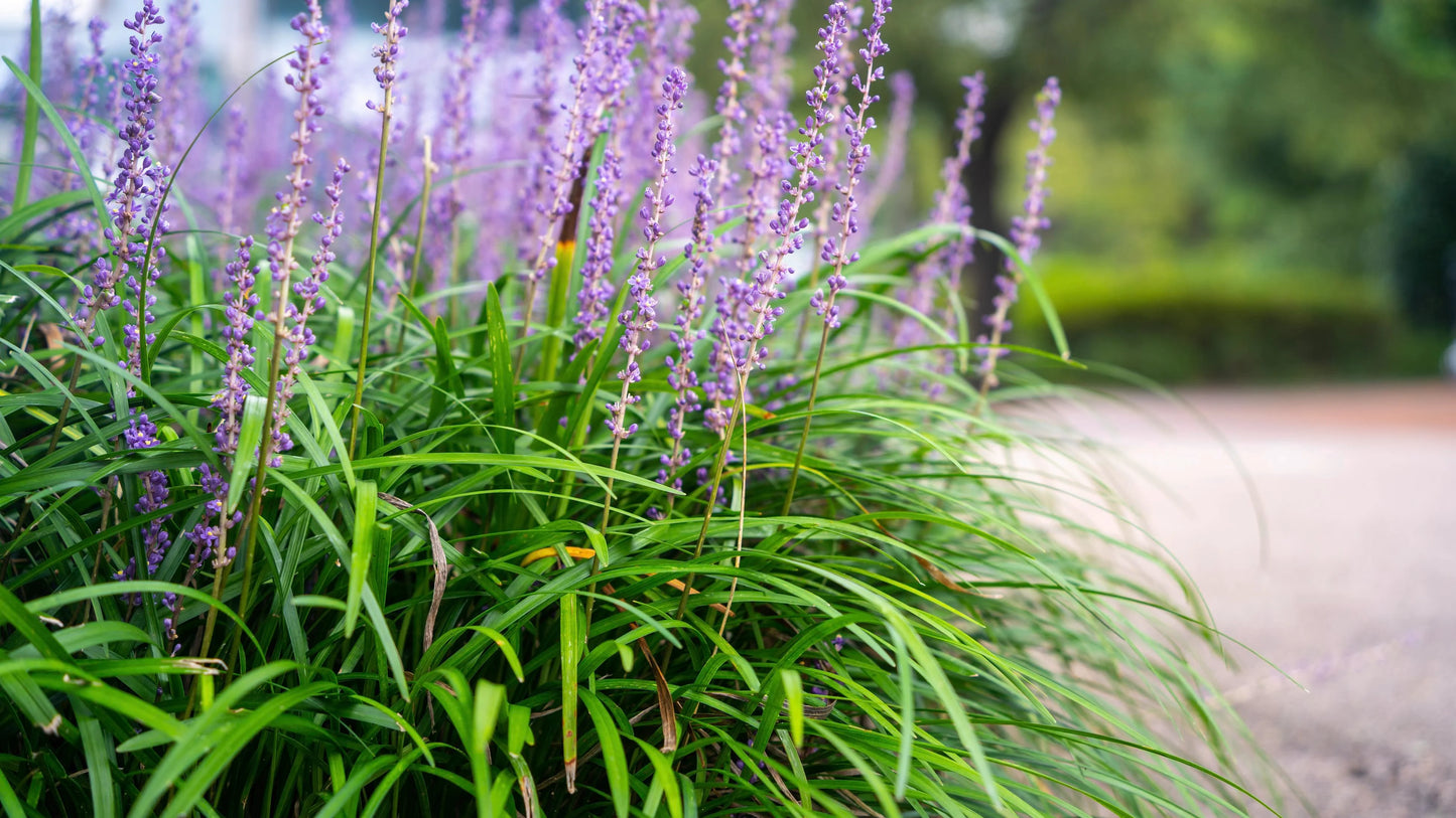 Liriope Evergreen Giant