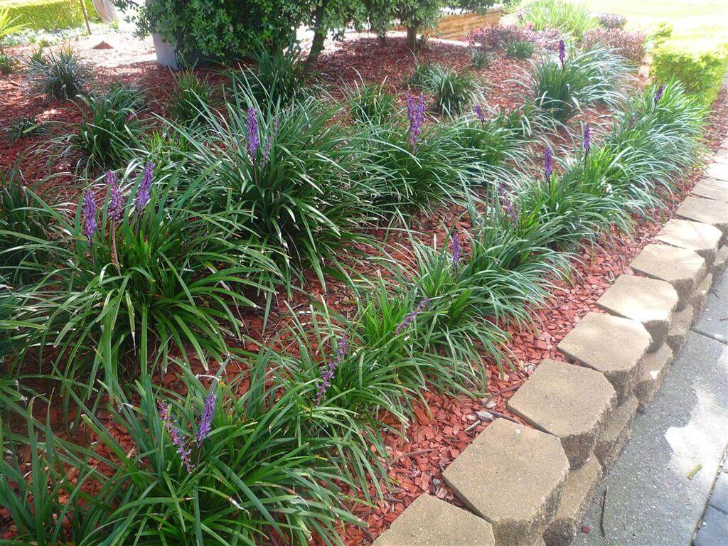 Liriope Evergreen Giant