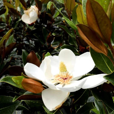 Magnolia