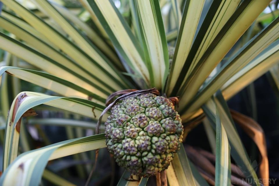 Pandanus