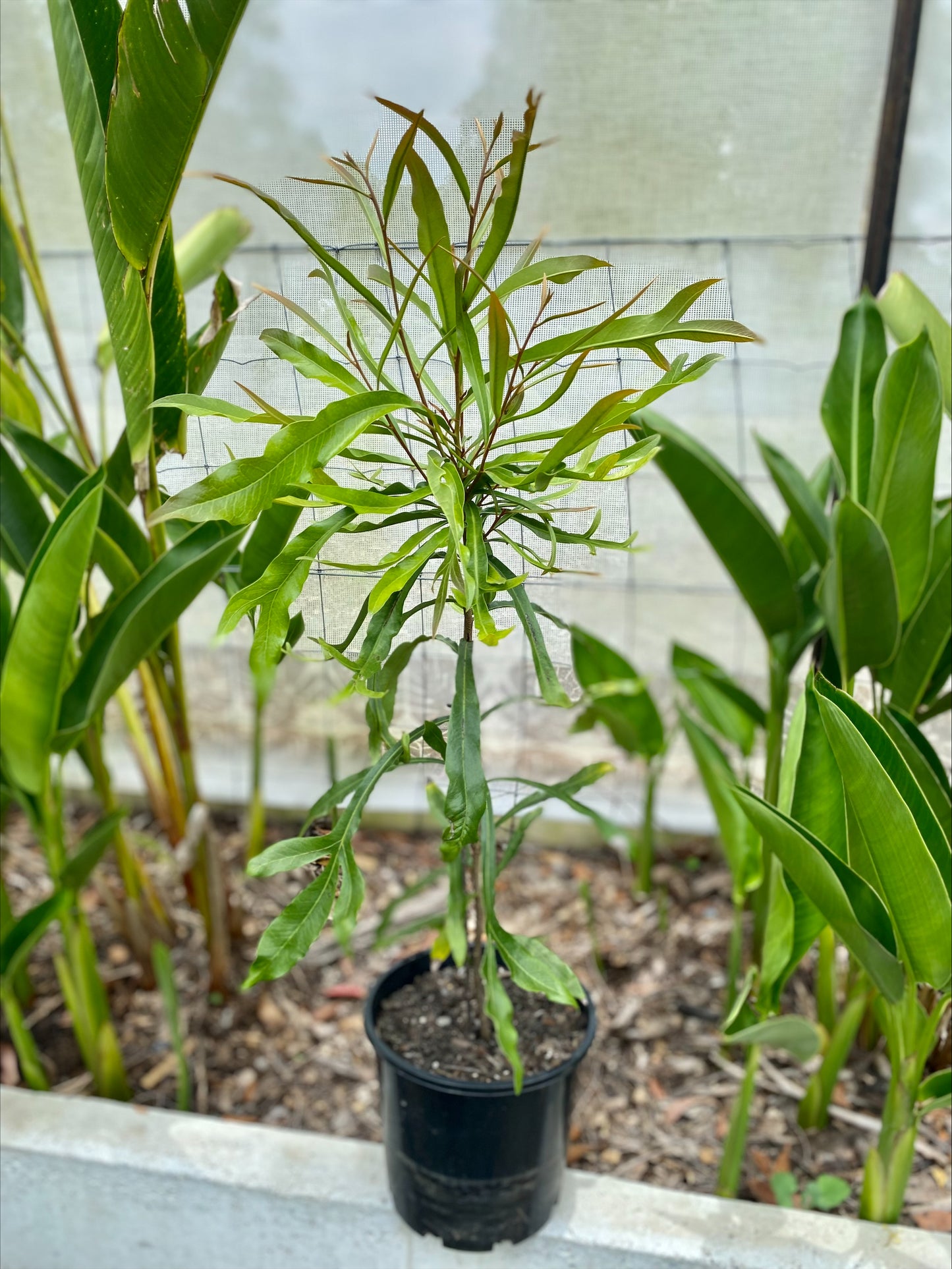 Buckinghamia celsissima