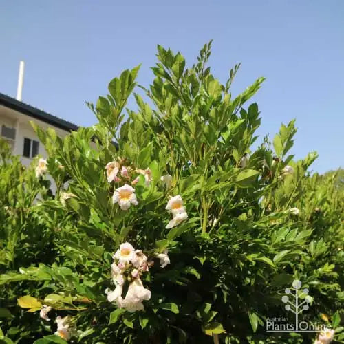 Radermachera 'summerscent'