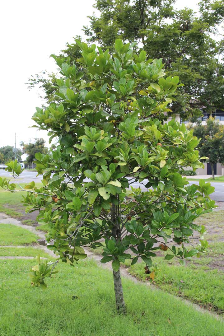 Atractocarpus fitzalanii (Native Gardenia)