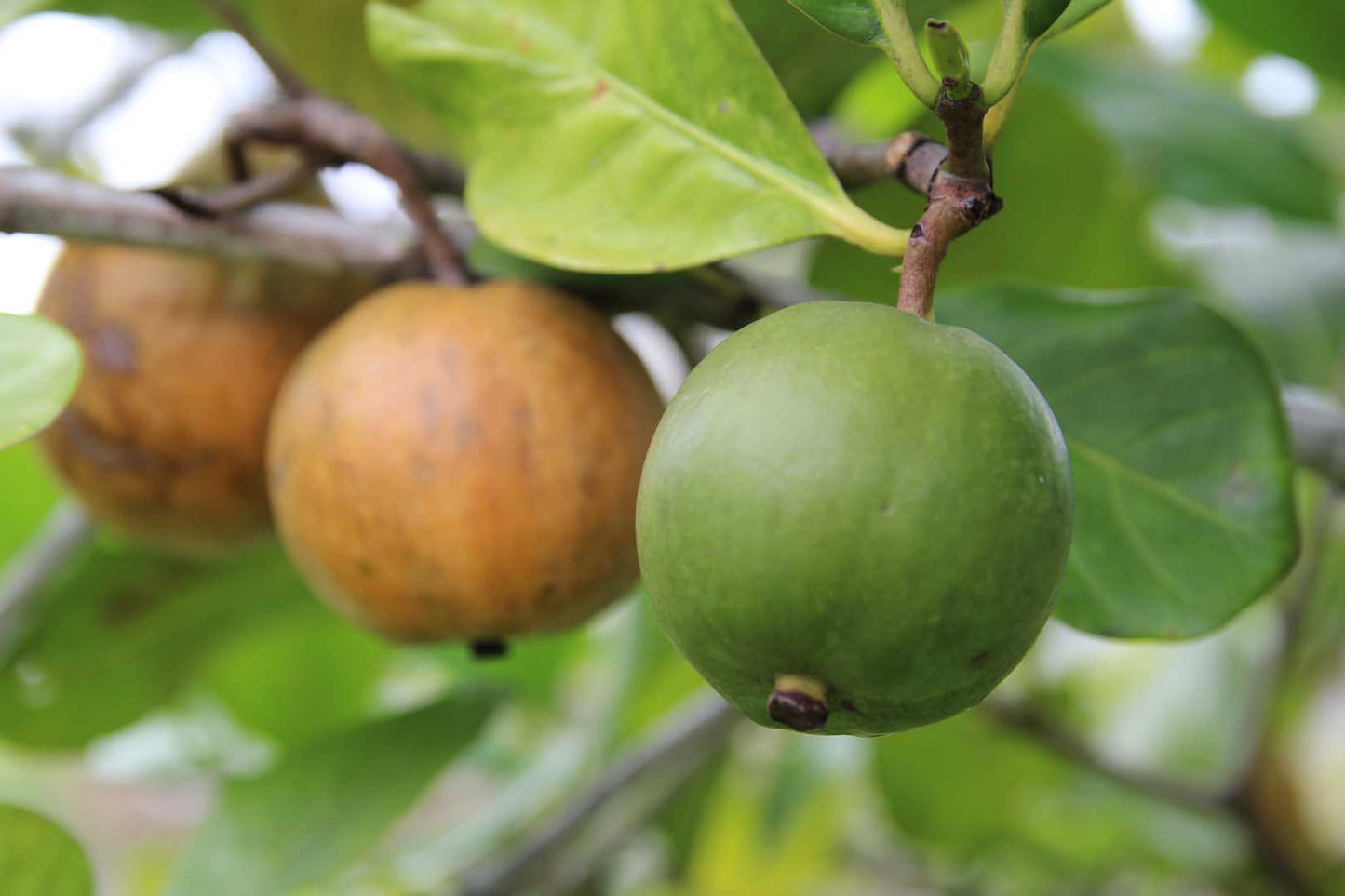 Atractocarpus fitzalanii (Native Gardenia)