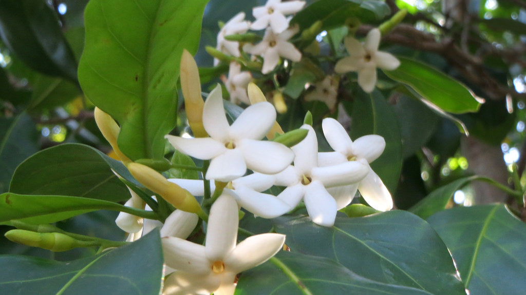 Atractocarpus fitzalanii (Native Gardenia)