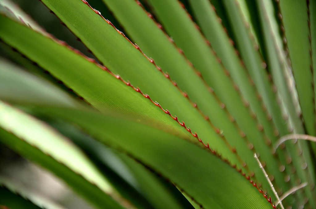 Pandanus