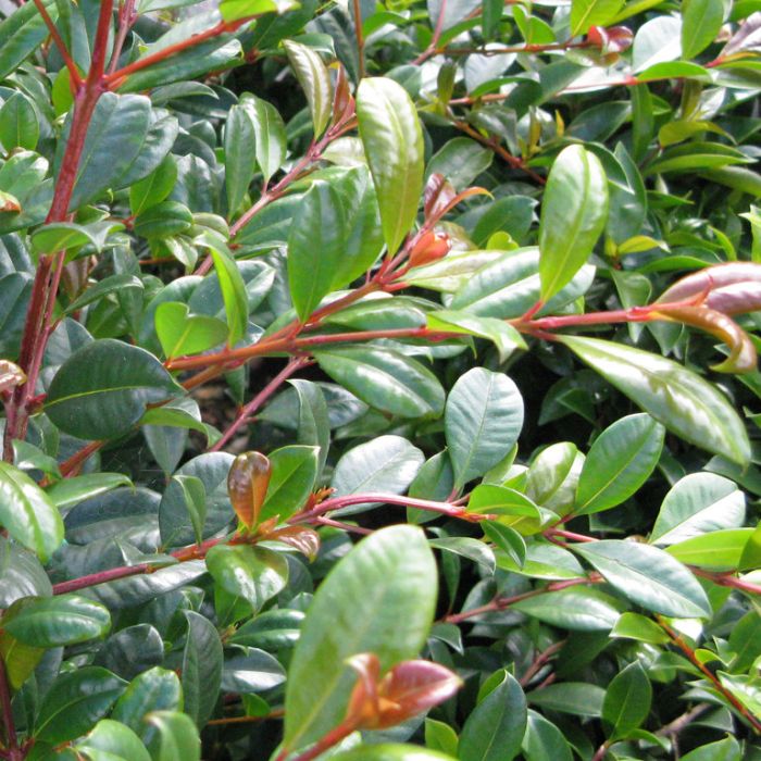Syzygium (Lilly Pilly)
