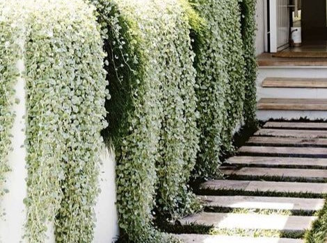 Dichondra Silver Falls