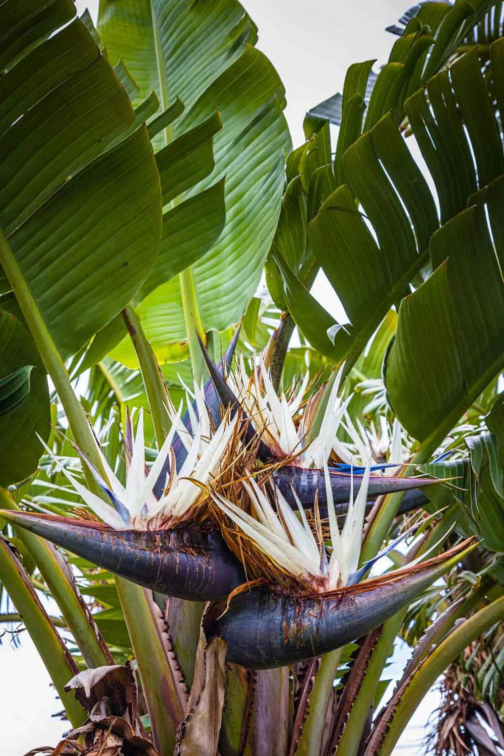 Strelitzia