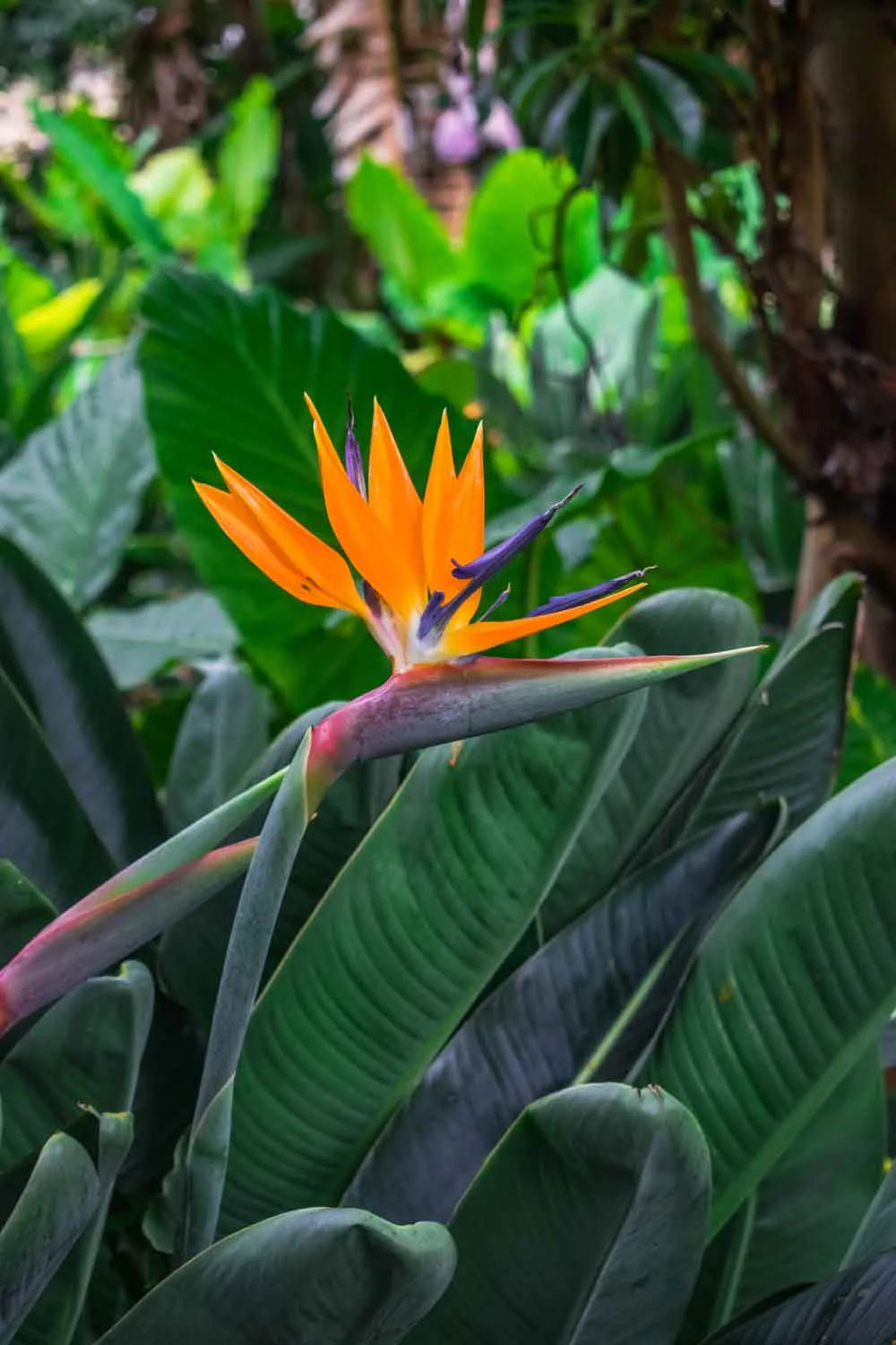 Strelitzia