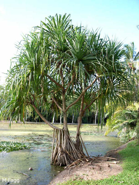 Pandanus